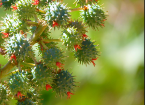 Castor Oil Plant