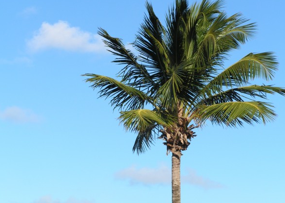 Palm Tree