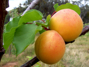 Apricot