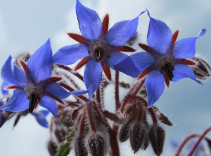 Borage Flower