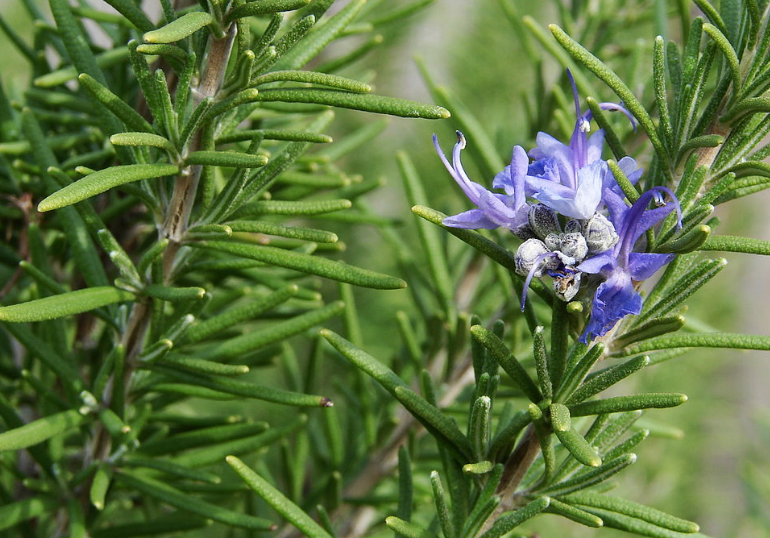 Rosemary, Rosemary EO, Rosemary Essential Oil