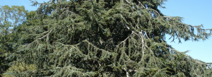cedarwood, cedarwood essential oils
