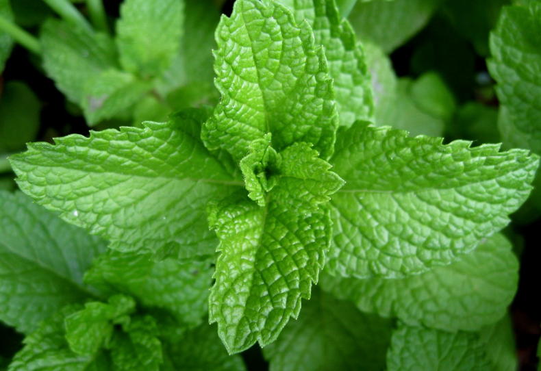 peppermint, peppermint eo, peppermint essential oil